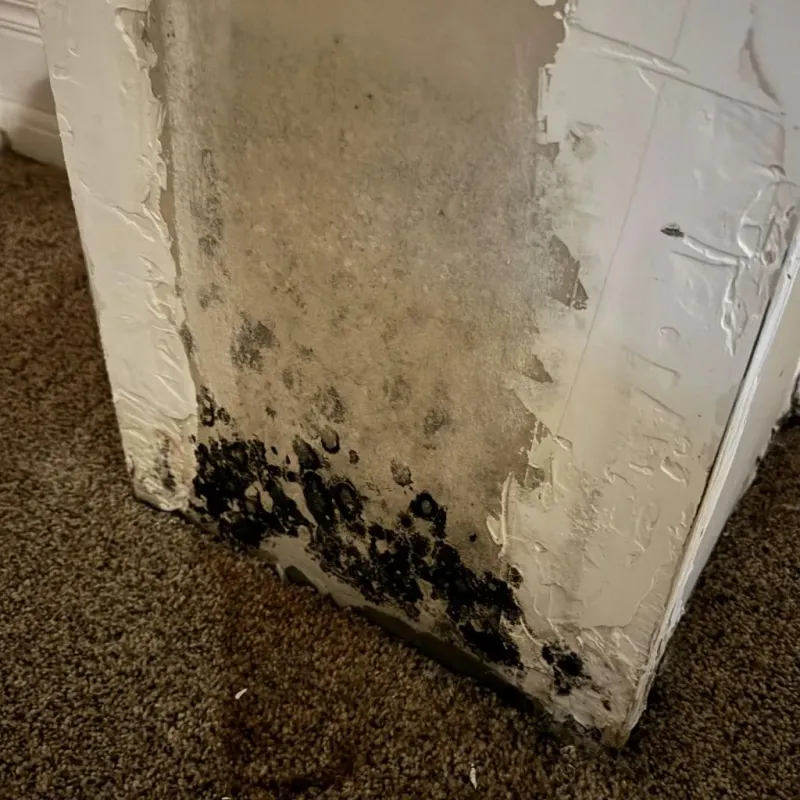 Professional Mold Removal in Minneapolis, KS